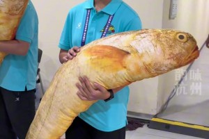 浙BA溫州隊VS杭州隊，溫州隊送出特產(chǎn)大黃魚，杭州隊送出絲綢禮盒