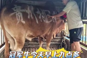 村BA冠軍獎品“關嶺牛” 已坐上專車從貴州出發(fā)趕往晉江！
