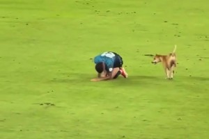 狗狗進(jìn)場(chǎng)模仿球員受傷倒地…傷害性不大，侮辱性極強(qiáng)啊