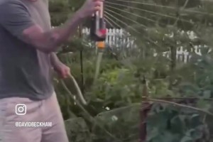 真愜意啊自從退役以來，貝克漢姆就一直熱愛園藝！